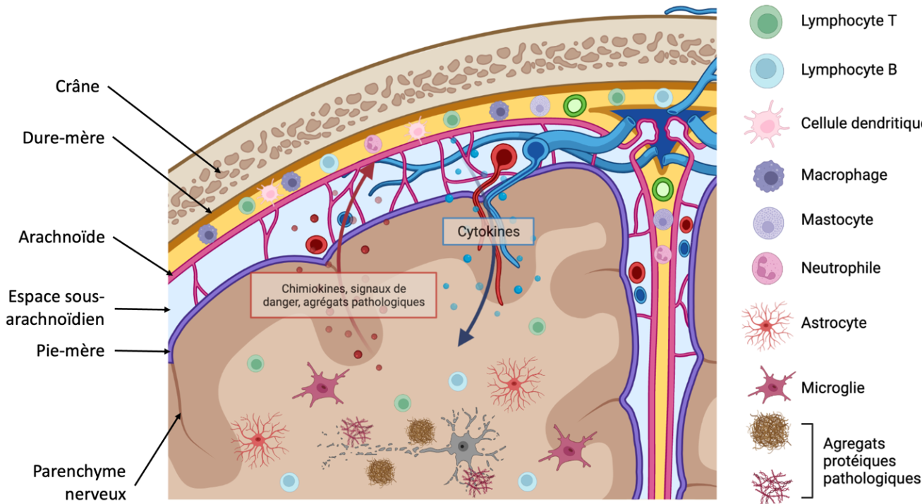 Le Rôle De Limmunité Méningée Dans La Physiopathologie Du Système Nerveux Central Planet Vie 9845